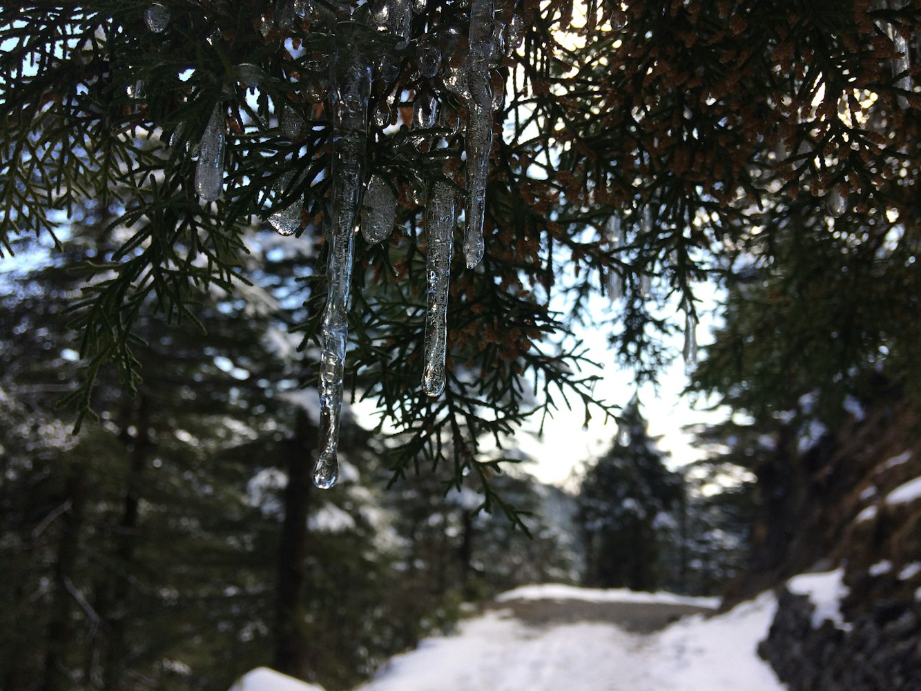 冰墩墩雪容融官方旗舰店(冰墩墩雪容融原型)