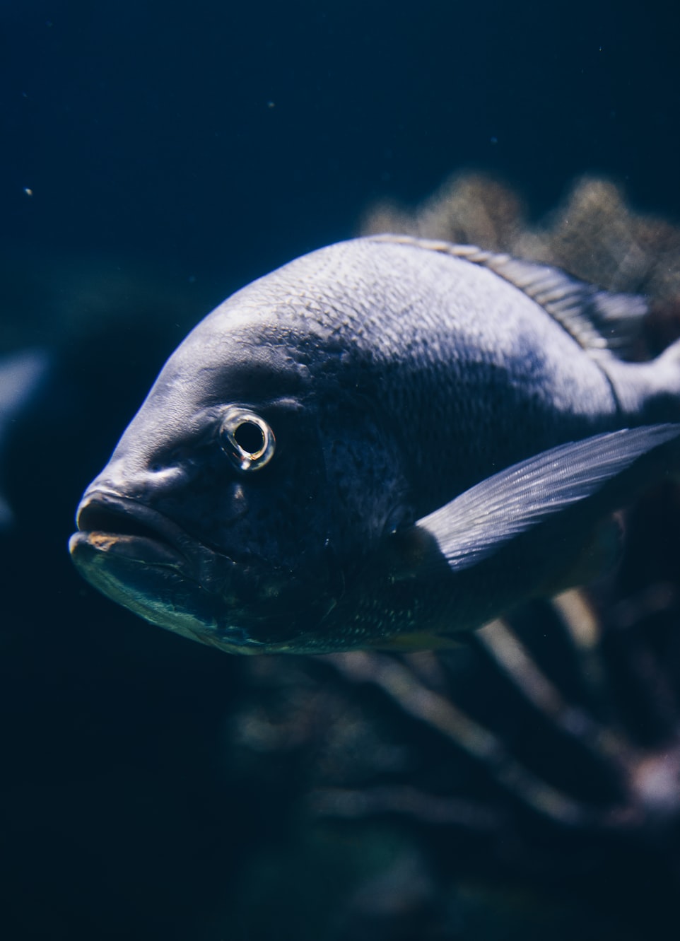 上海海洋水族馆门票团购-上海海洋水族馆的游玩攻略 上海海洋水族馆门票团购-上海海洋水族馆的游玩攻略