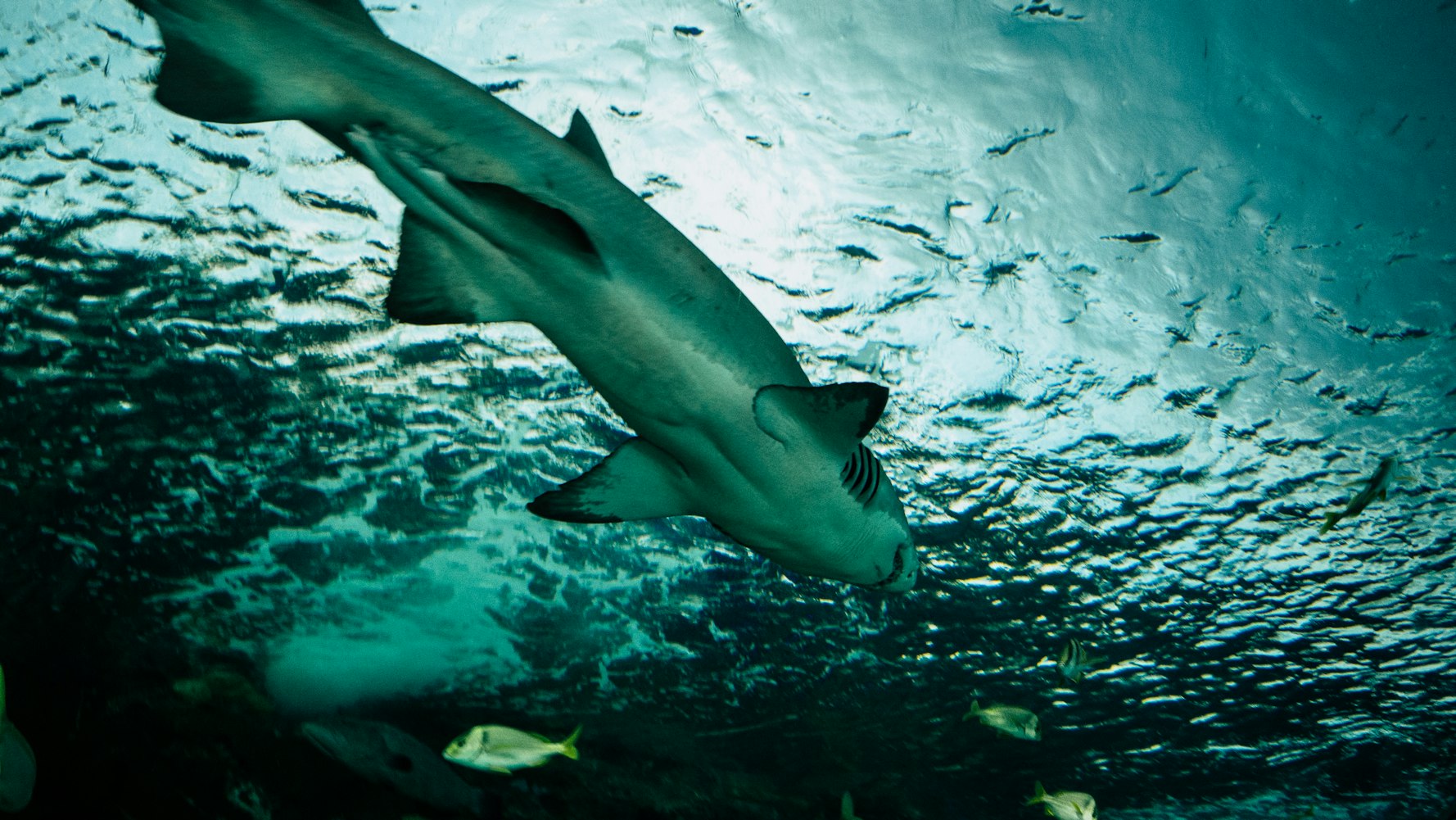 上海海洋水族馆门票团购-上海海洋水族馆的游玩攻略 上海海洋水族馆门票团购-上海海洋水族馆的游玩攻略