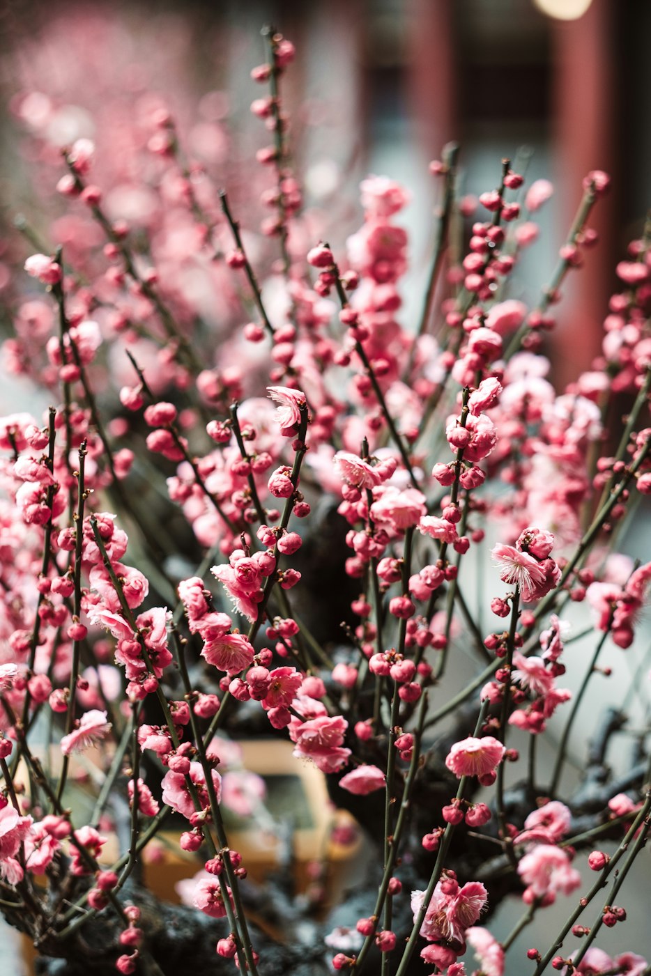 上海哪里看樱花〃3月份上海看樱花 上海哪里看樱花〃3月份上海看樱花