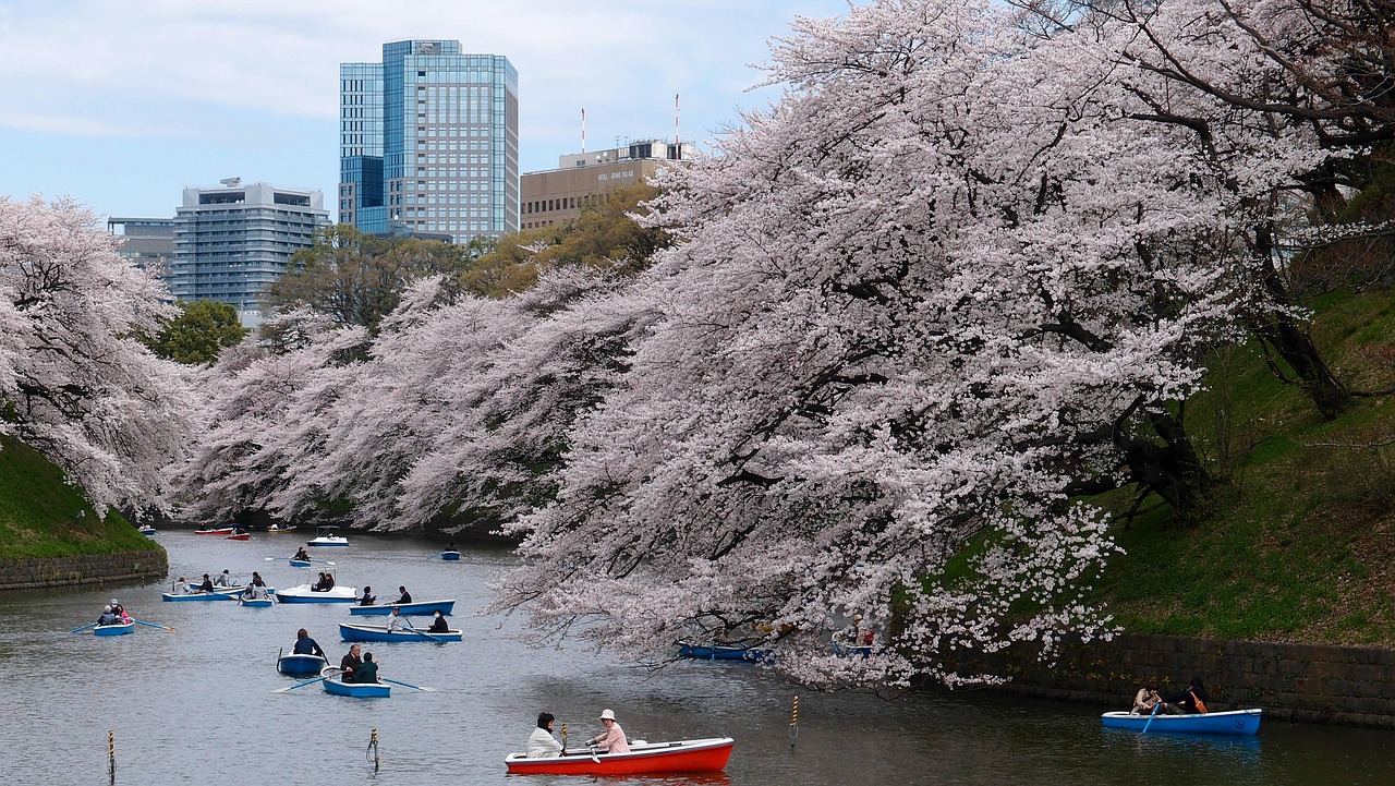 上海哪里看樱花〃3月份上海看樱花 上海哪里看樱花〃3月份上海看樱花