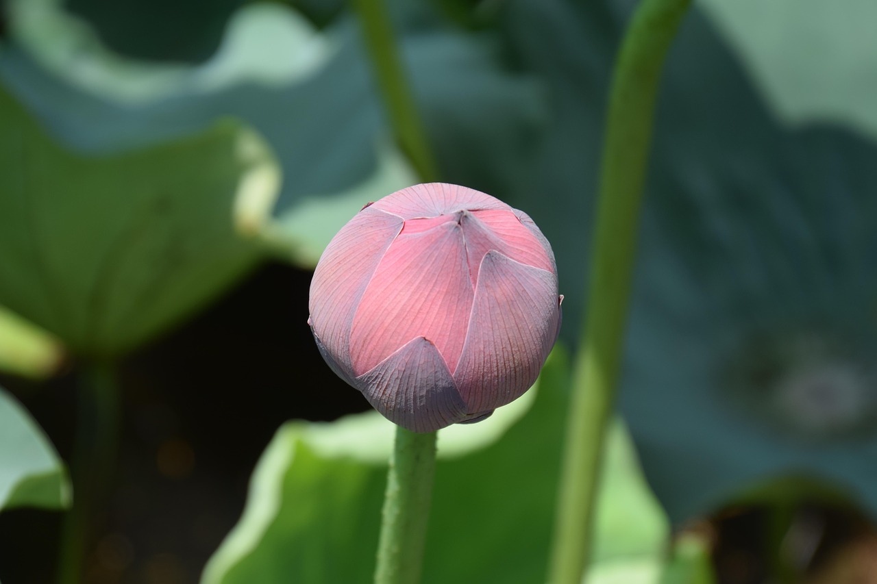 “北京荷花什么时候开	” 北京莲花池公园荷花什么时候开？