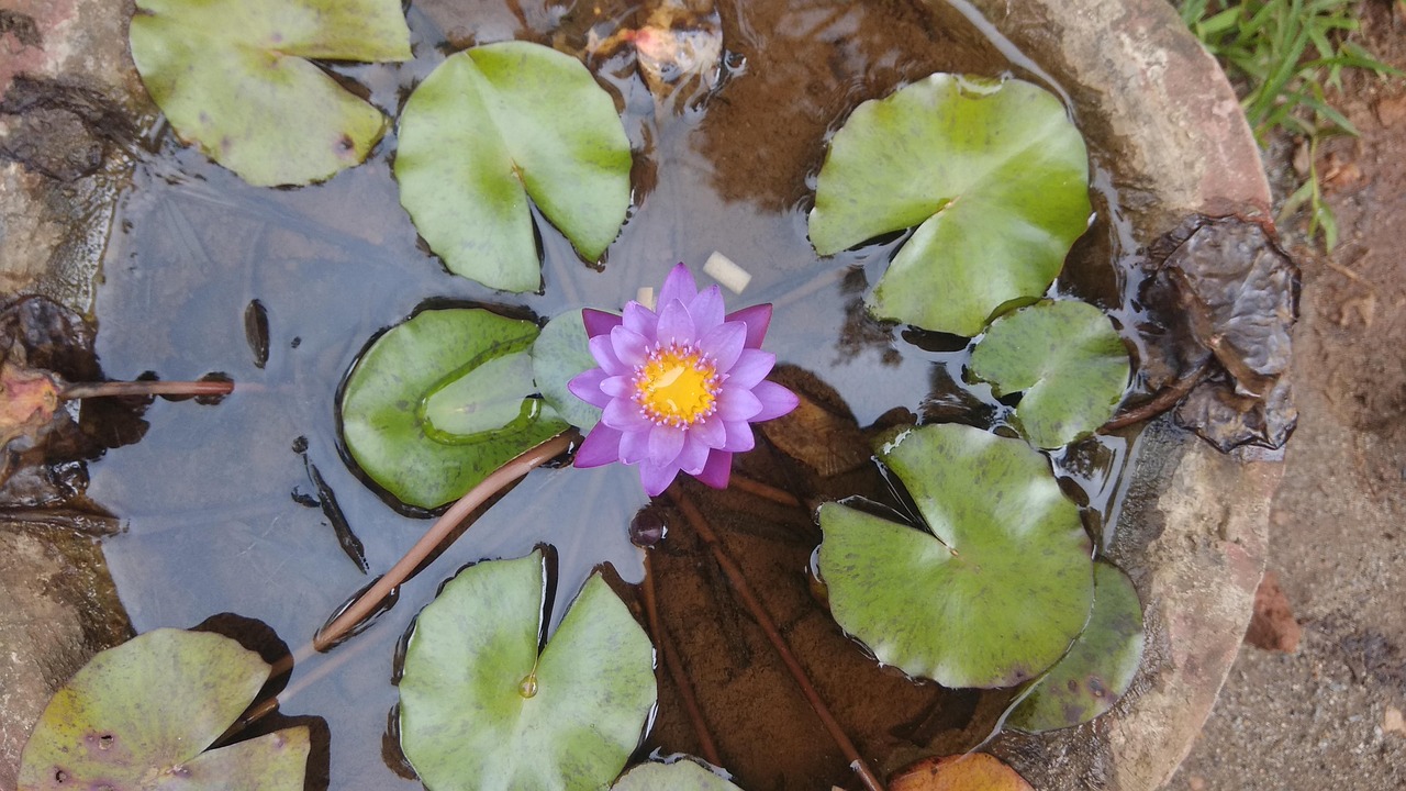 “北京荷花什么时候开” 北京莲花池公园荷花什么时候开？