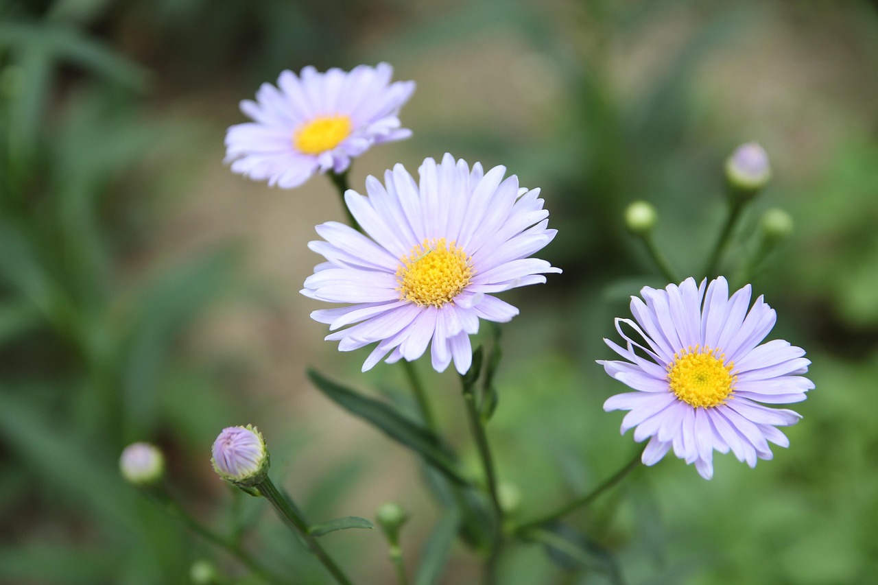哪里看油菜花〃哪里有油菜花看