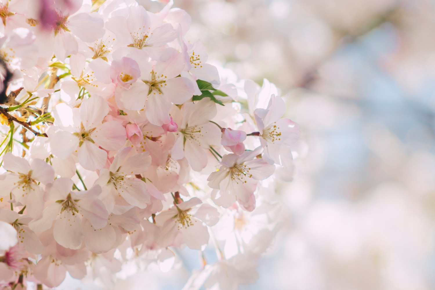 【武汉樱花什么时候开/武汉樱花什么时候开花门票费用】 【武汉樱花什么时候开/武汉樱花什么时候开花门票费用】