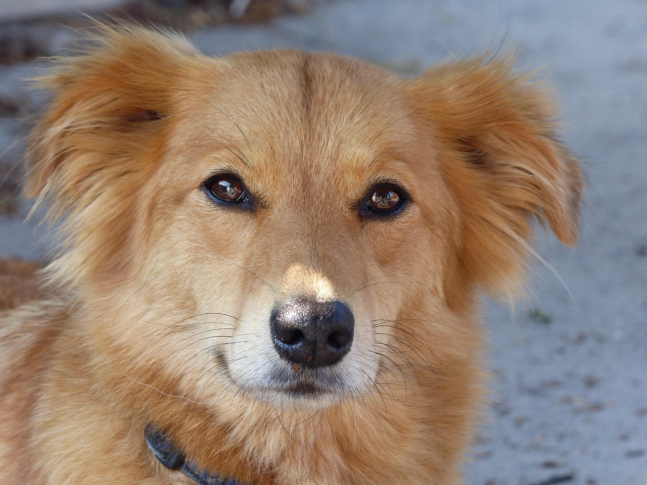 养犬办,养犬办是干什么的 养犬办,养犬办是干什么的