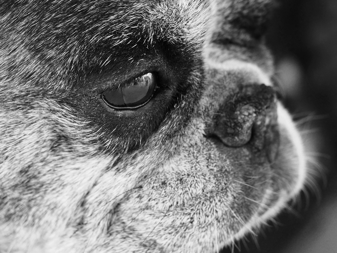 养犬办,养犬办是干什么的 养犬办,养犬办是干什么的